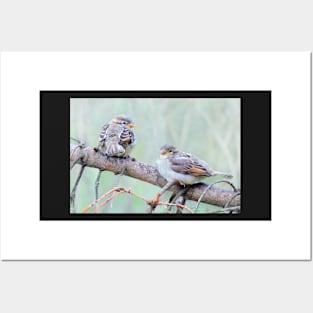 Sparrow fledglings Posters and Art